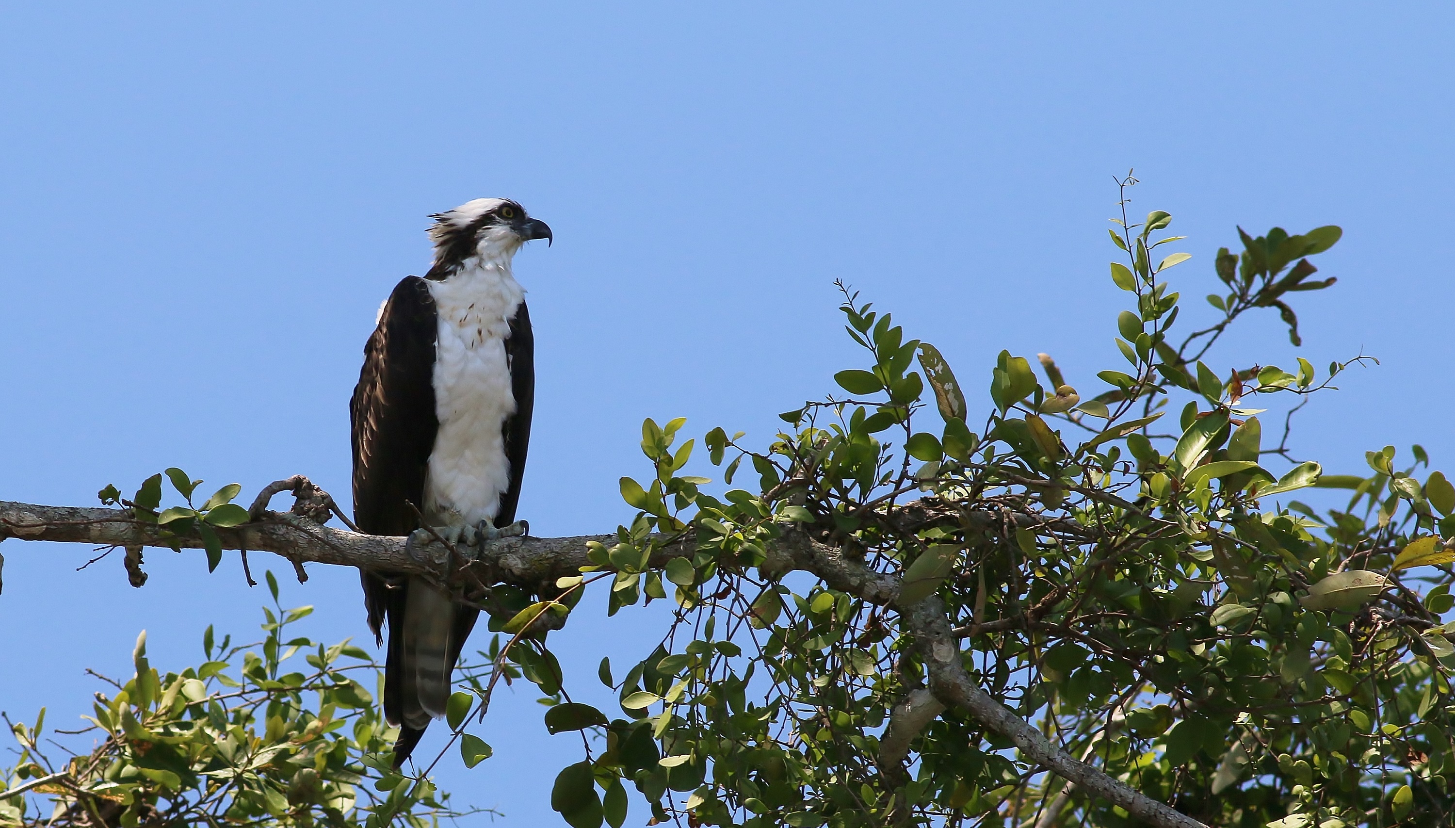 Osprey